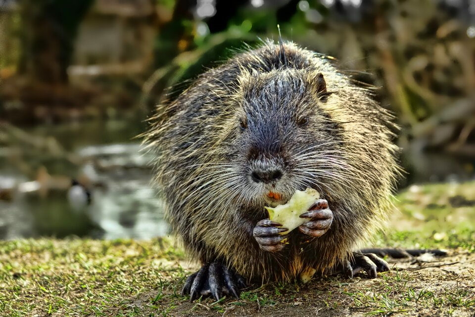 Animal rodent nutria