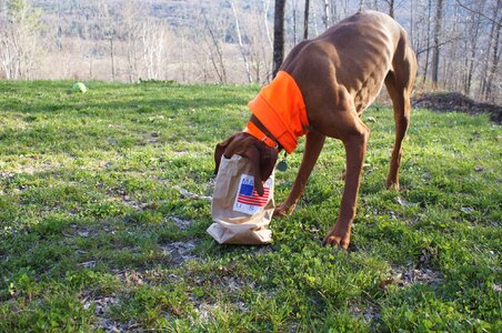 Usa orange breed