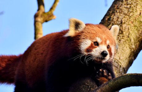 Panda bear mammal wild animal