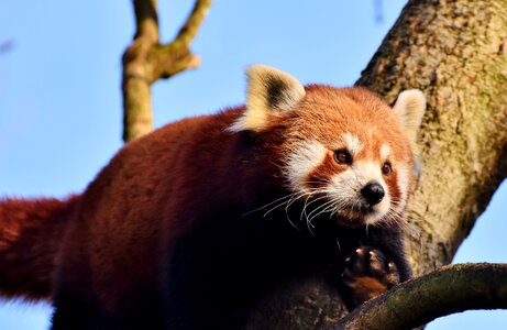 Panda bear mammal wild animal photo