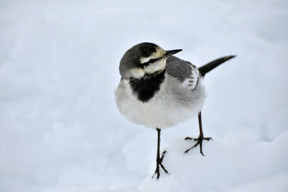 Little bird wagtail department of high security level photo