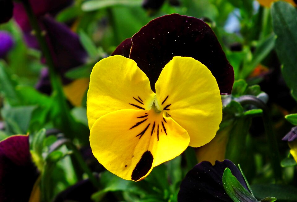 Nature plant garden