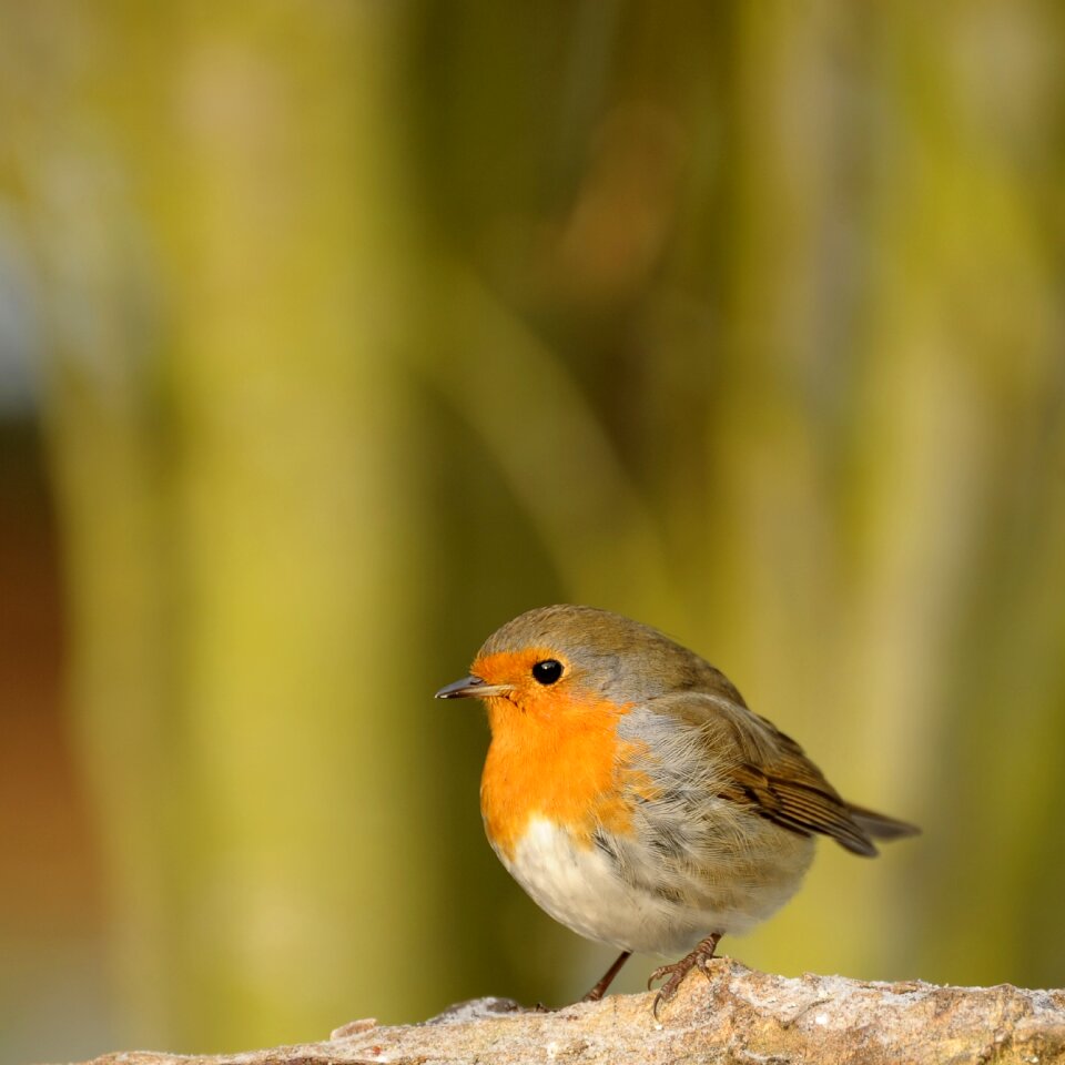 Songbird robin garden