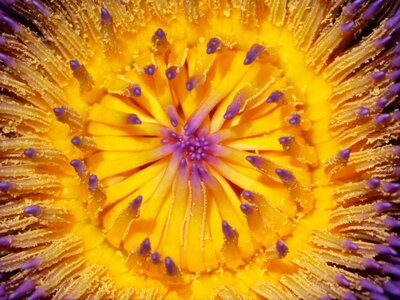 Grain nature orange flower