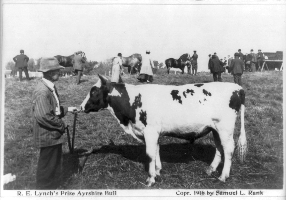 Prize winners at Sherburne County fair, Minnesota - R.E. Lynche's prize Ayrshire bull LCCN2005691490