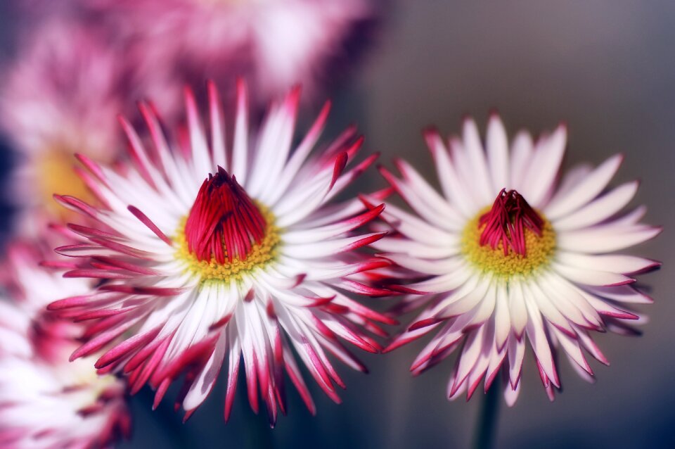 Petal floral daisy
