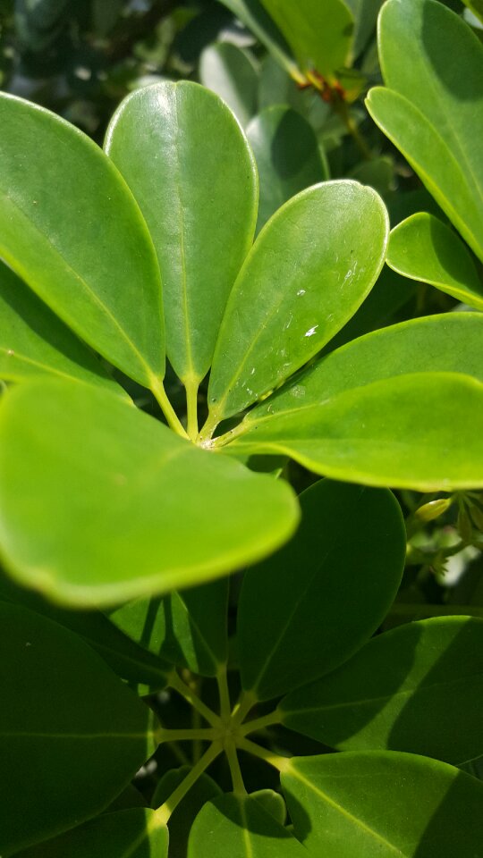 Green nature green leaves