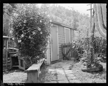 Privy in the backyard of the Majerczyk home. Numerous privies, for which seepage pollutes small stream, create an... - NARA - 540868