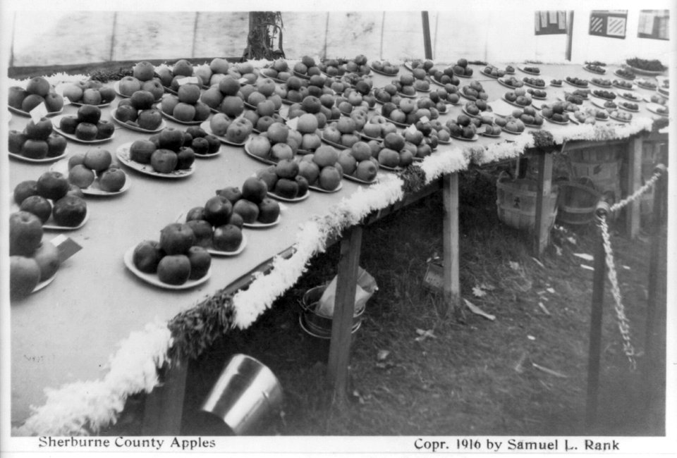 Prize winners at Sherburne County fair, Minnesota - exhibit of apples LCCN2005691488