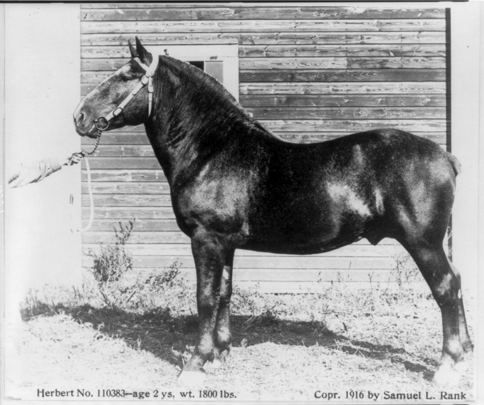 Prize winners at Sherburne County Fair, Minnesota- work horse Herbert LCCN2005691486