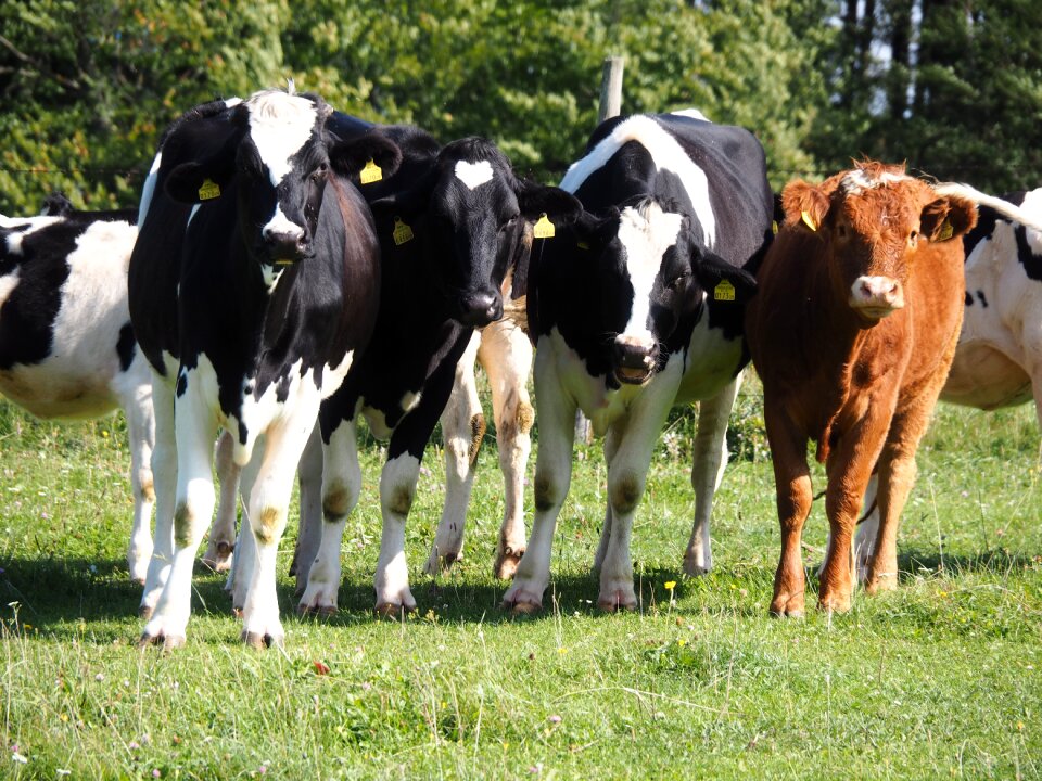 Agriculture beef nature