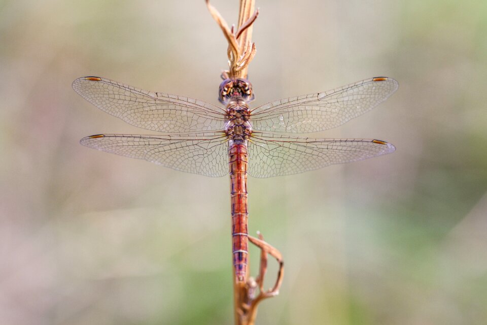Insect macro animal