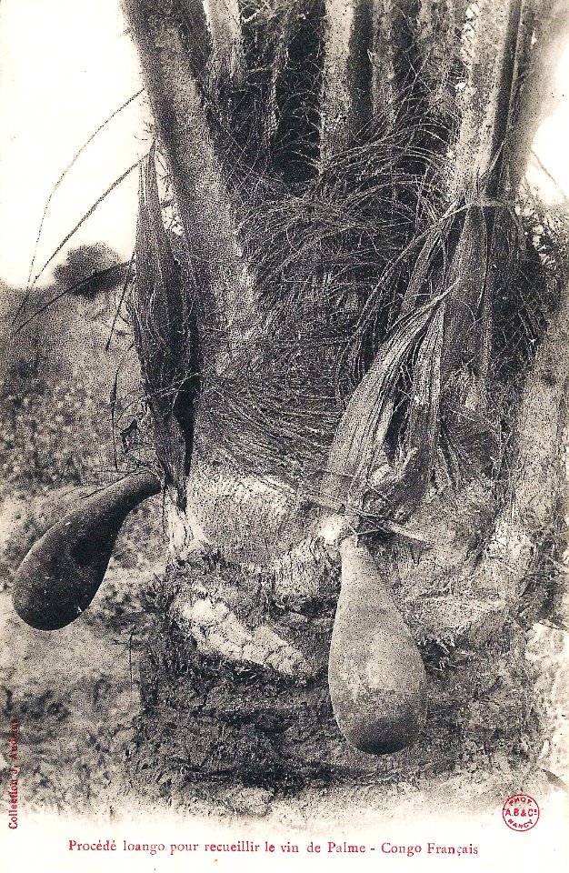 Procédé loango pour récolter le vin de palme (Congo Français)