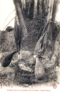 Procédé loango pour récolter le vin de palme (Congo Français)