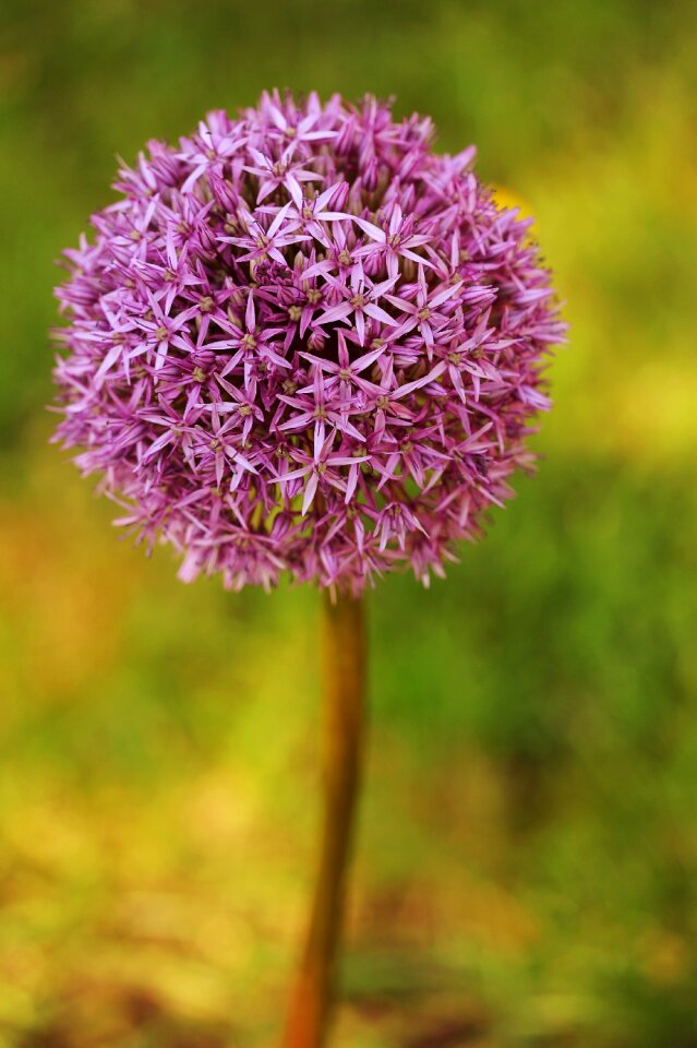 Summer allium ornamental onion photo