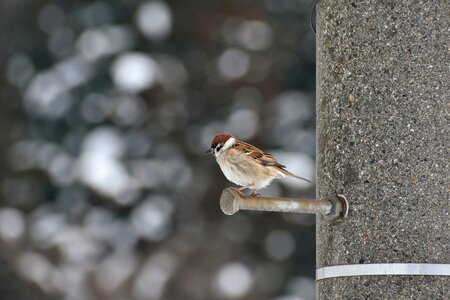 Sparrow pole sunbeams photo