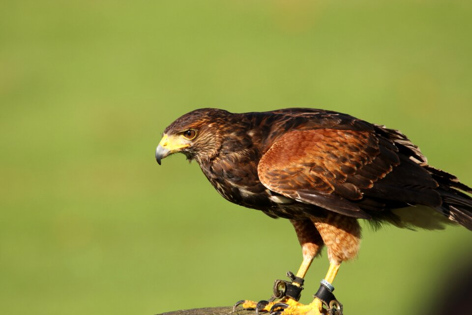Predator nature prey