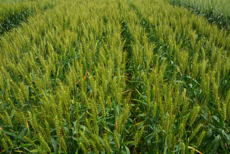 In wheat field green neat