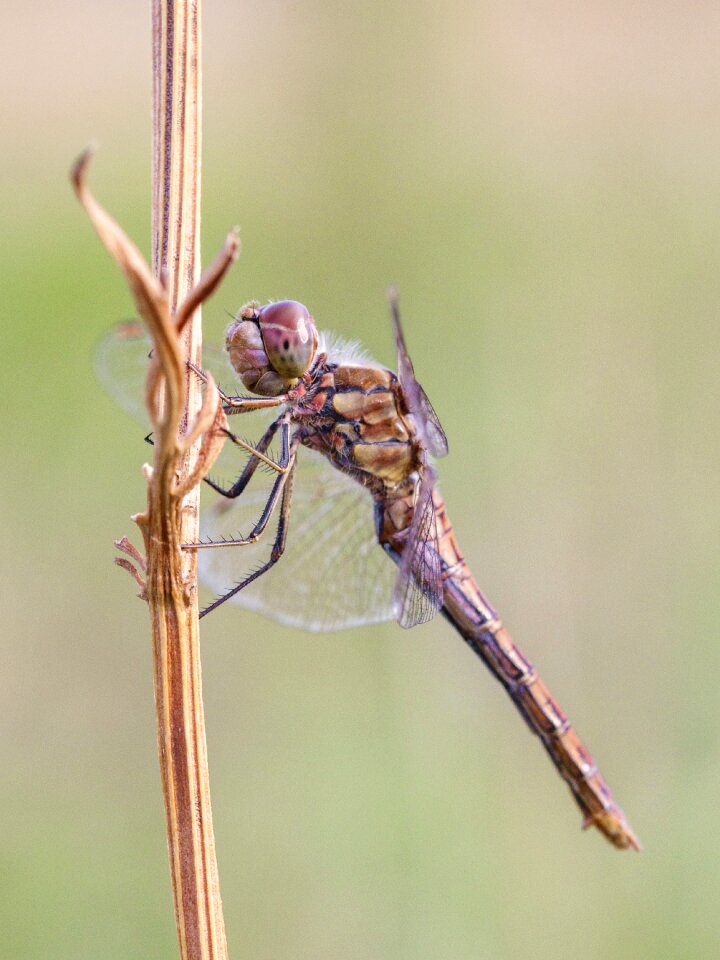 Insect macro animal photo