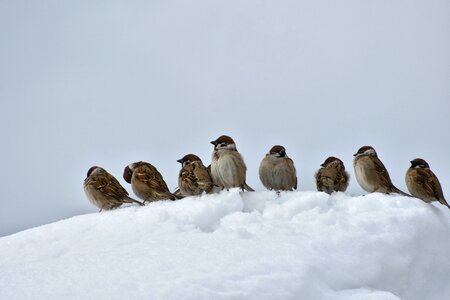 Little bird sparrow seasonal photo