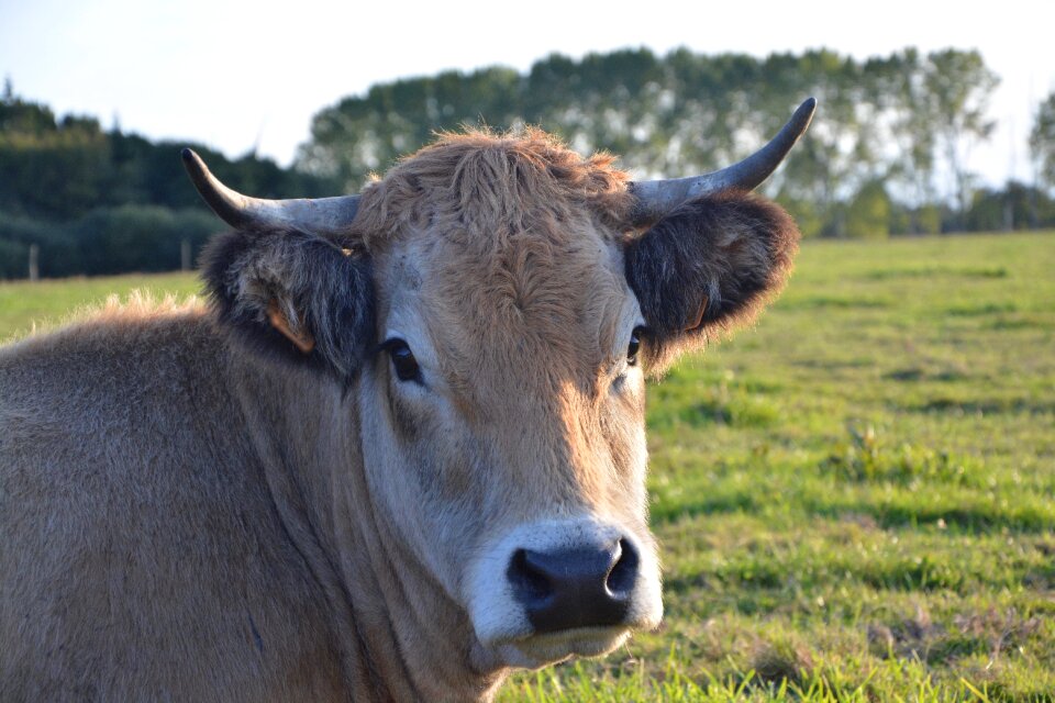 Female mammal domestic species bos taurus
