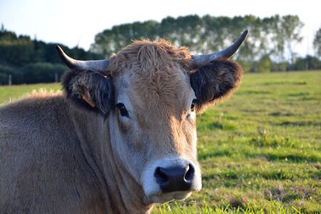 Female mammal domestic species bos taurus photo