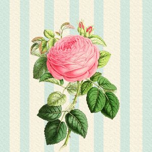 Vintage shabby chic striped photo