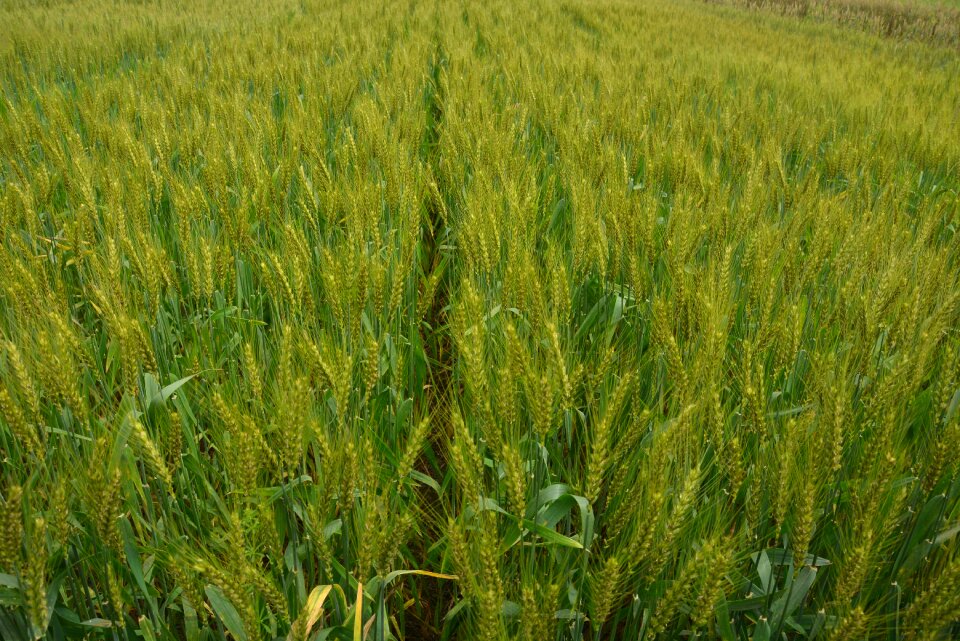 Medina wheat mr michael mak