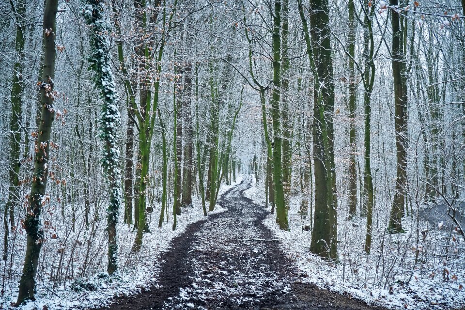Nature landscape winter