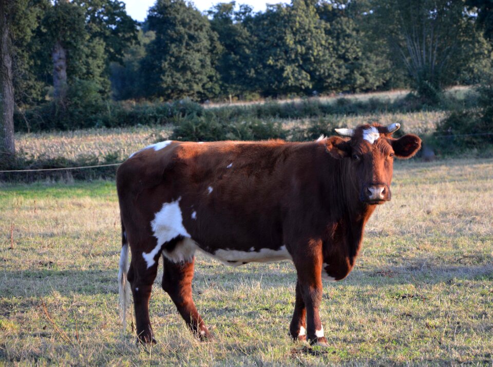 Female mammal domestic species bos taurus