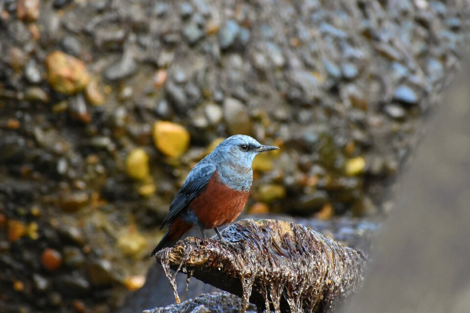Bird wild birds flycatcher department of