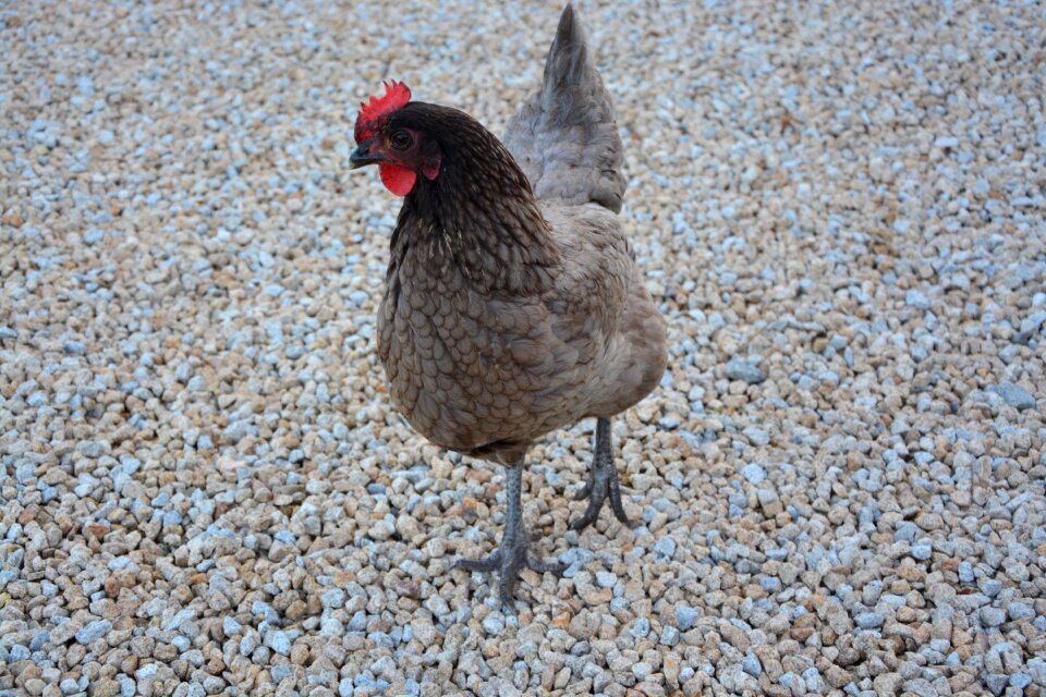 Red crest nature laying hen