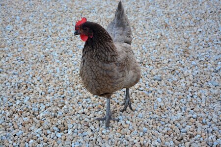 Red crest nature laying hen