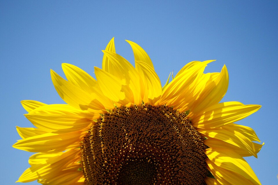 Plant summer yellow