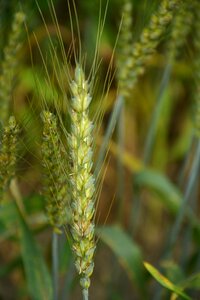 Wheat green Free photos