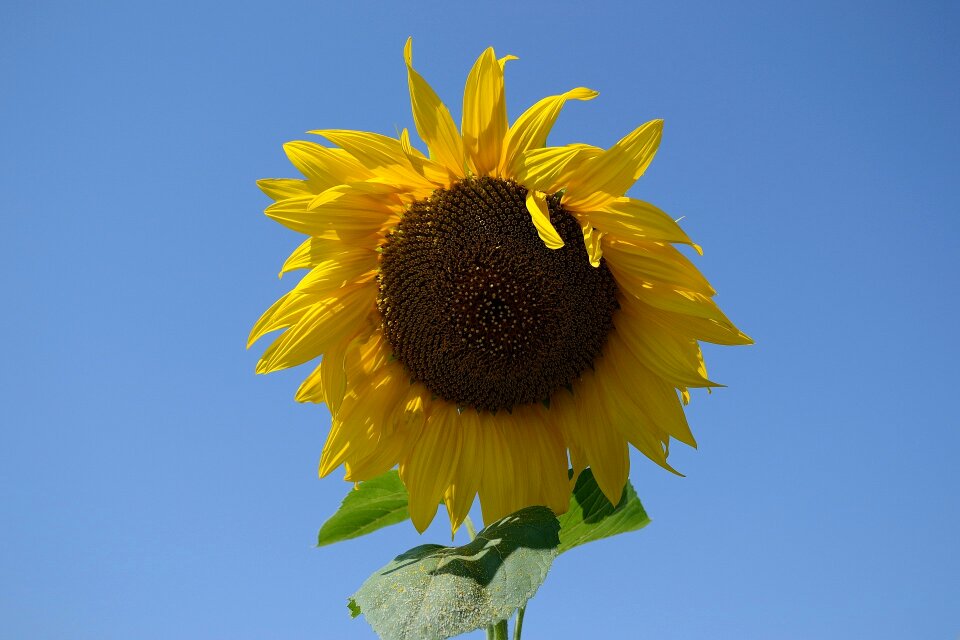 Plant summer yellow