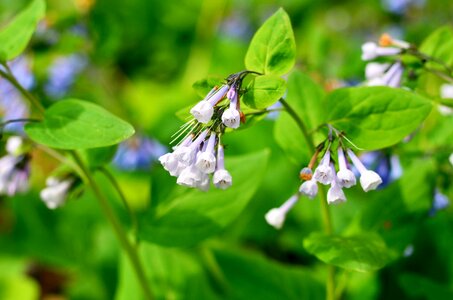 Flowering american bluebell