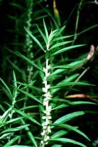 Proserpinaca palustris NRCS-1