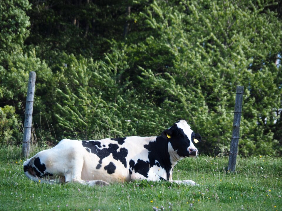 Agriculture beef nature photo