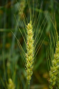 Wheat green Free photos