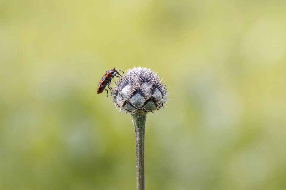 Nature wing macro photography