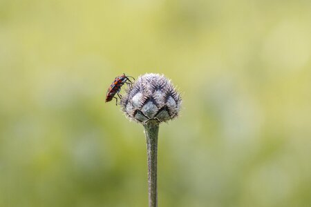 Nature wing macro photography