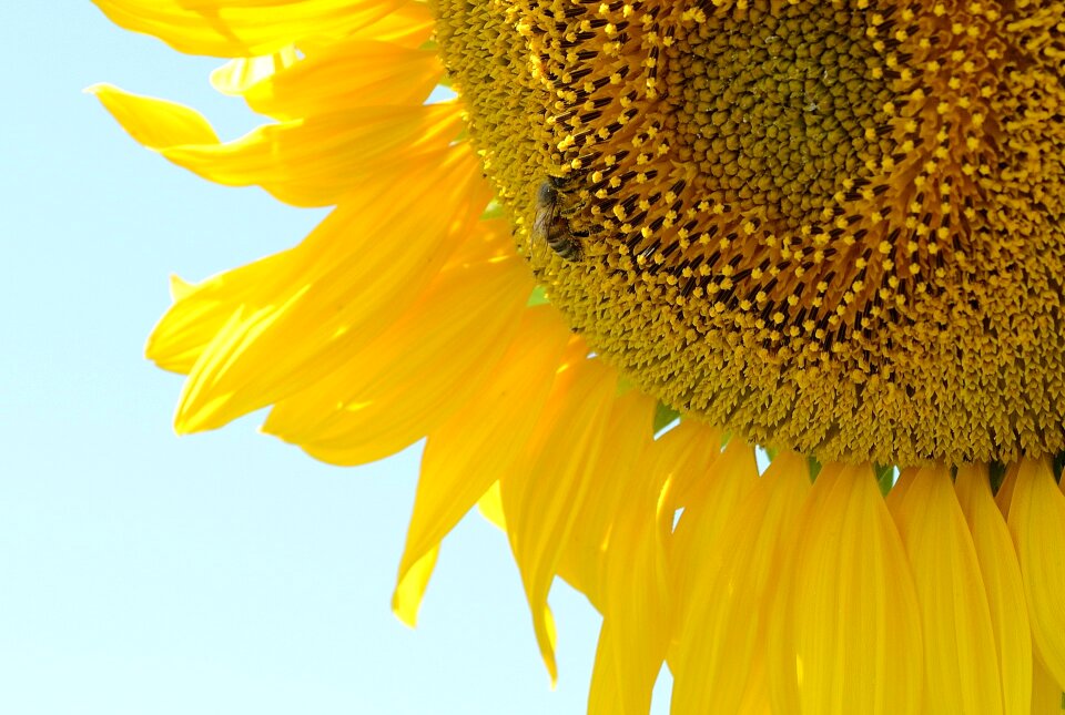 Plant summer yellow