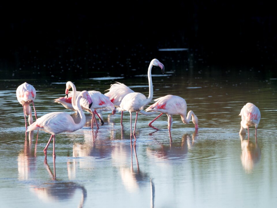 Avian reflections pink