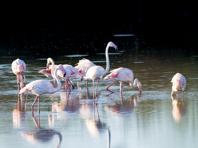 Avian reflections pink photo