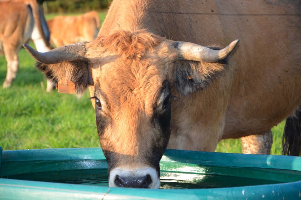Female trough cow drinking trough