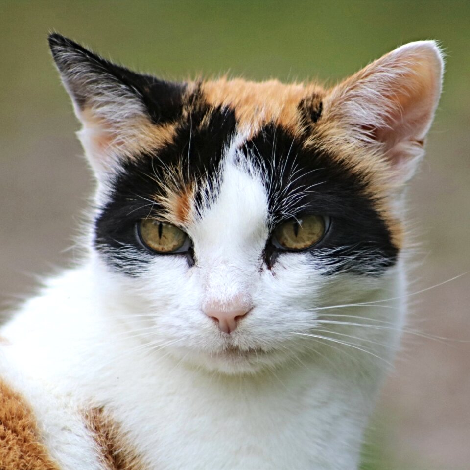 Pet portrait cute