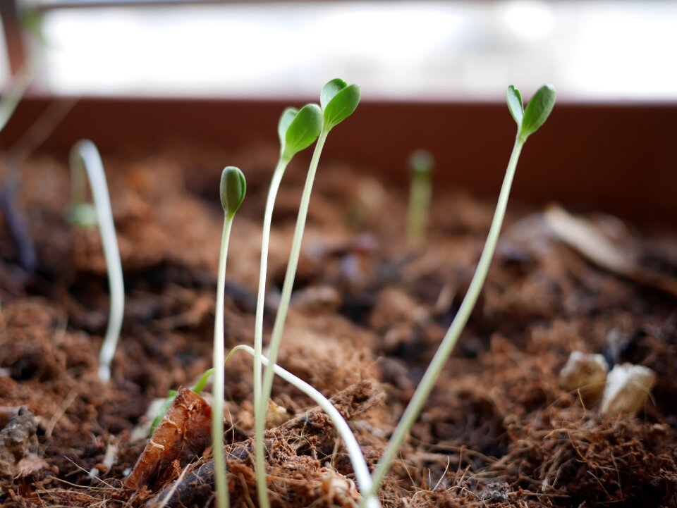 Agriculture growing growth photo