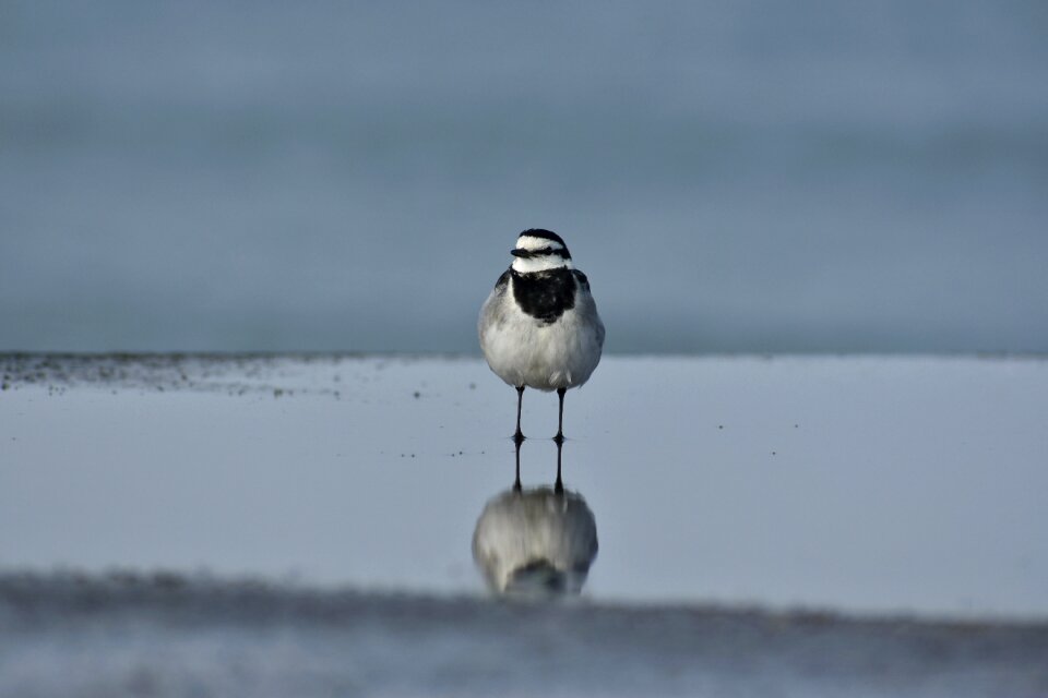 Wild birds little bird wagtail department of