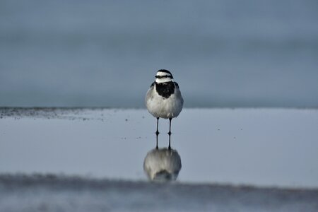 Wild birds little bird wagtail department of photo